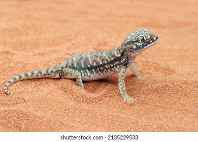 Sand gecko Stenodactylus petrii sunbathing, Sand gecko basking in the sand, Closeup head sand gecko (Stenodactylus petrii)