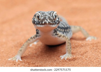 Sand gecko Stenodactylus petrii sunbathing, Sand gecko basking in the sand, Closeup head sand gecko (Stenodactylus petrii) - Shutterstock ID 2297571175