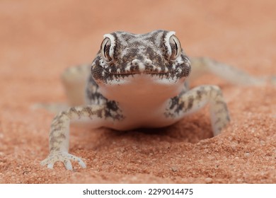 Sand gecko Stenodactylus petrii sunbathing, Sand gecko basking in the sand, Closeup head sand gecko (Stenodactylus petrii) - Shutterstock ID 2299014475