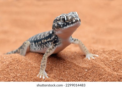 Sand gecko Stenodactylus petrii sunbathing, Sand gecko basking in the sand, Closeup head sand gecko (Stenodactylus petrii) - Shutterstock ID 2299014483
