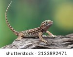 Sand gecko sunbathing on the wood, Closeup head sand gecko (Stenodactylus petrii), Stenodactylus petrii gecko