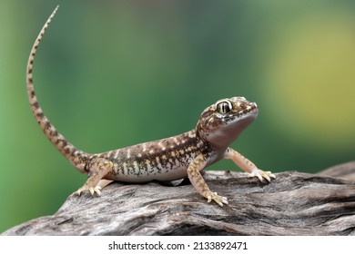 Sand gecko sunbathing on the wood, Closeup head sand gecko (Stenodactylus petrii), Stenodactylus petrii gecko