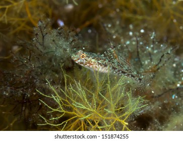 Sand Goby (Pomatoschistus Minutus) In The Black Sea.