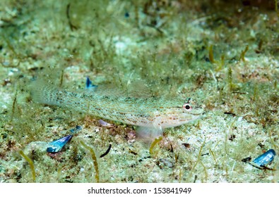 Sand Goby (Pomatoschistus Minutus) In The Black Sea.