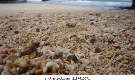Sand And Hermit Crabs Blend Into One