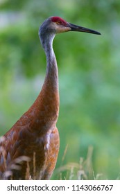 Sand Hill Crane