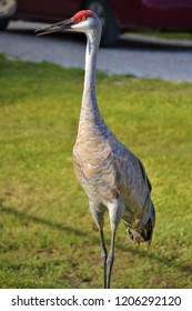 Sand Hill Crane