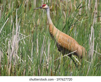 Sand Hill Crane