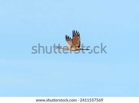 Sand Hill Crane Calling While in Flight Near Kearny, Nebraska