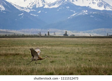 Sand Hill Crane In Field