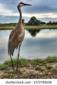 Sand Hill Crane In Florida