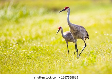 263 Florida sand hill crane Images, Stock Photos & Vectors | Shutterstock