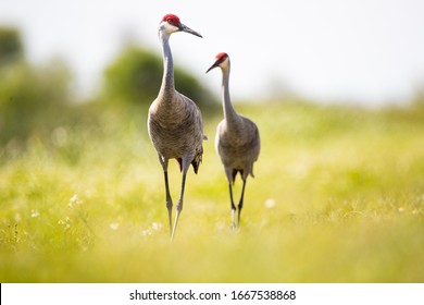 Sand Hill Crane Florida Pasture Land