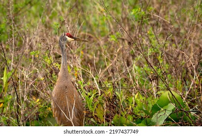 Sand Hill Crane In A Swamp