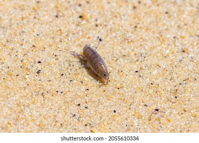 Sand hopper, Talitrus saltator, small crustacean on the sand - Shutterstock ID 2055610334