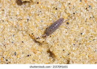 Sand hopper, Talitrus saltator, small crustacean on the sand - Shutterstock ID 2157091651