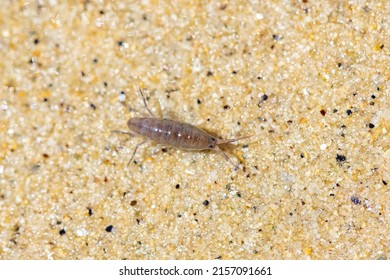 Sand hopper, Talitrus saltator, small crustacean on the sand - Shutterstock ID 2157091661