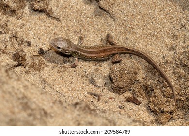 sand lizard