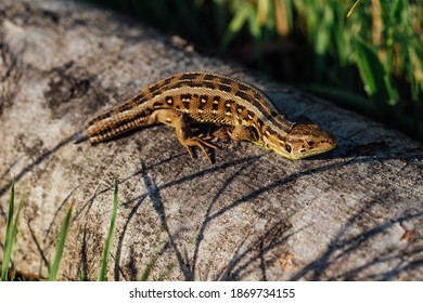 Sand Lizard With A Broken Tail Sunbathing On A Tree