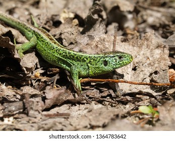 sand lizard, lacerta agilis - Shutterstock ID 1364783642
