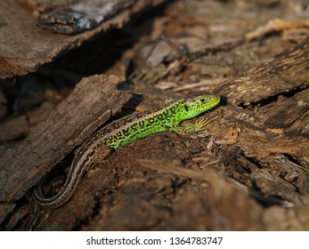 Sand Lizard, Lacerta Agilis