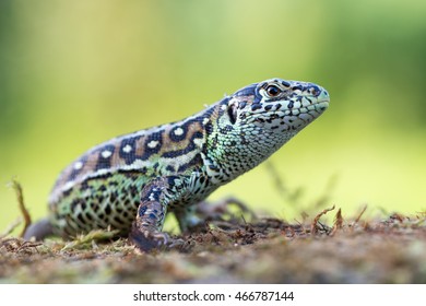 12,428 Lacerta Images, Stock Photos & Vectors | Shutterstock