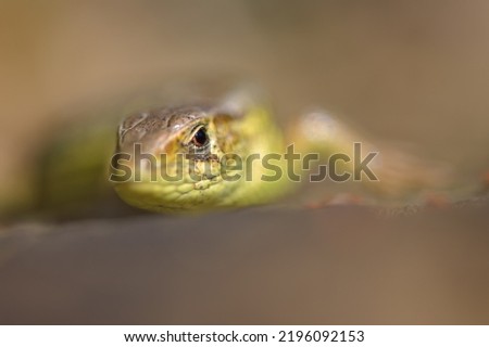 Similar – closeup of juvenile green lizard