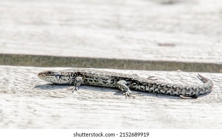 The Sand Lizard (Lacerta Agilis) On A Wooden Beam Close Up. It Is A Lacertid Lizard Distributed Across Most Of Europe.