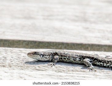 The Sand Lizard (Lacerta Agilis) On A Wooden Beam Close Up. It Is A Lacertid Lizard Distributed Across Most Of Europe.