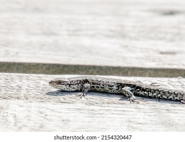 The Sand Lizard (Lacerta Agilis) On A Wooden Beam Close Up. It Is A Lacertid Lizard Distributed Across Most Of Europe.