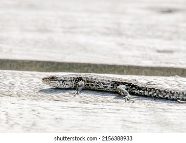 The Sand Lizard (Lacerta Agilis) On A Wooden Beam Close Up. It Is A Lacertid Lizard Distributed Across Most Of Europe.