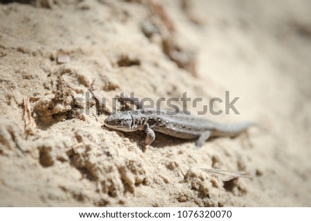 Sand lizard (lacerta agilis) - portrait of a lizard in a natural environment.