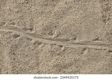 Sand lizard (Lacerta agilis) tracks in the sand. Inhabitants of steppe semi-deserts and sand dunes - Shutterstock ID 2349435173