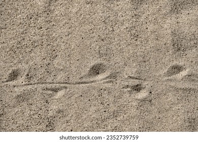 Sand lizard (Lacerta agilis) tracks in the sand. Inhabitants of steppe semi-deserts and sand dunes - Shutterstock ID 2352739759