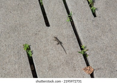 Sand Lizard Lying In The Sun On Walkway With Concrete Holey Paving Slabs-environmentally Sustainable, Building Material, Modern Garden Design And Landscaping, Ecology, Nature And Species Protection