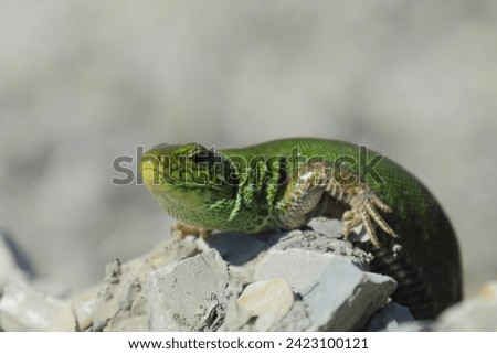 Sand lizard. An ordinary quick green lizard.