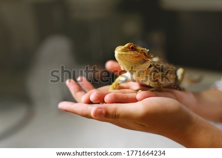 a sand lizard sits in the owners hands, a reptile with sharp spikes and brown scales, a dragon rearing at home, an amphibian pet