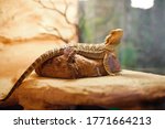 sand lizard in a terrarium, domestic life of pets, a dragon with brown spikes sitting on a stone and looking concentrated, exotic reptile