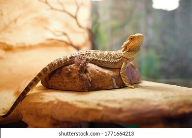sand lizard in a terrarium, domestic life of pets, a dragon with brown spikes sitting on a stone and looking concentrated, exotic reptile