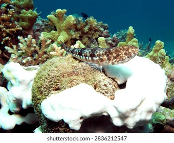 A Sand Lizardfish resting on corals Boracay Island Philippines