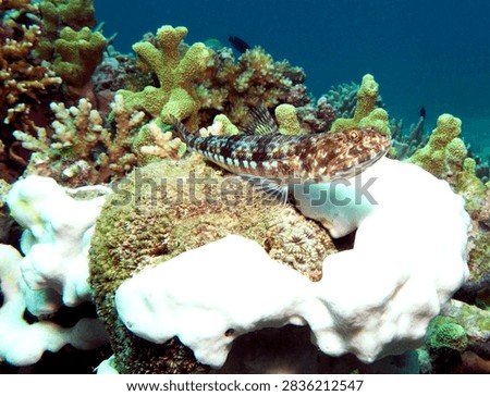 A Sand Lizardfish resting on corals Boracay Island Philippines