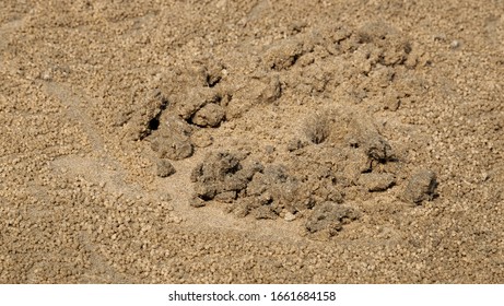  Sand is a loose granular material blanketing the beaches, riverbeds and deserts of the world. - Shutterstock ID 1661684158
