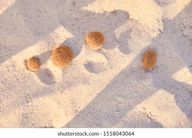 In The Sand Are Neptune Grass Commonly Known As Posidonia Oceanica Or Mediterranean Tapeweed