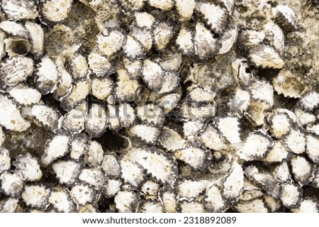 Sand Oysters form dense clusters on the rocks and coral at the high tide mark all along the East African coast. They form so closely together the shells deform into many shapes.