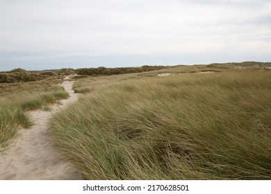 Sand path through tall grass. Tall dry grass traditional for northern Europe on Sylt island - Powered by Shutterstock