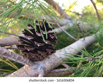 Sand pine, pine cone in Polk County, Florida.