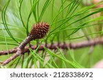 Sand pine tree pine cone (Pinus clausa) - Davie, Florida, USA