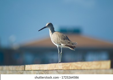 Sand Piper At Bob Hall Pier