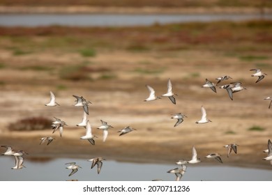 Sand Pipers Flocking and Diving in a Northern California Estuary Sanctuary Coordinating their Flight