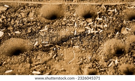 sand pits, which are the dwellings of the retreating insects (Myrmeleontidae)